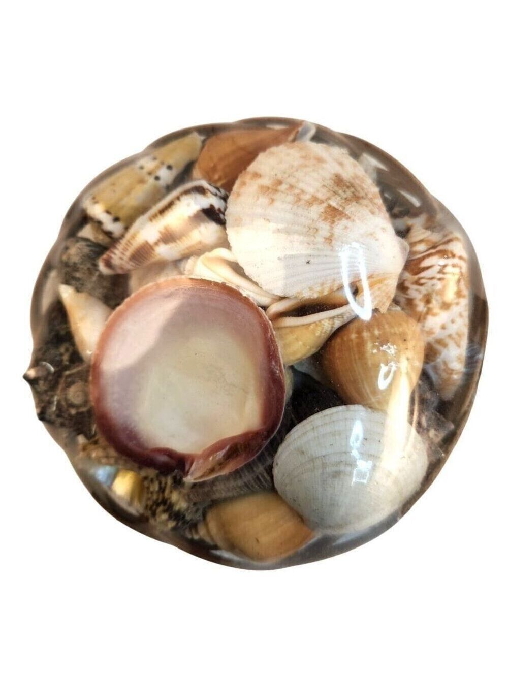 Seashell Basket Set 2 Decorative 5" x 3" - Picture 7 of 9